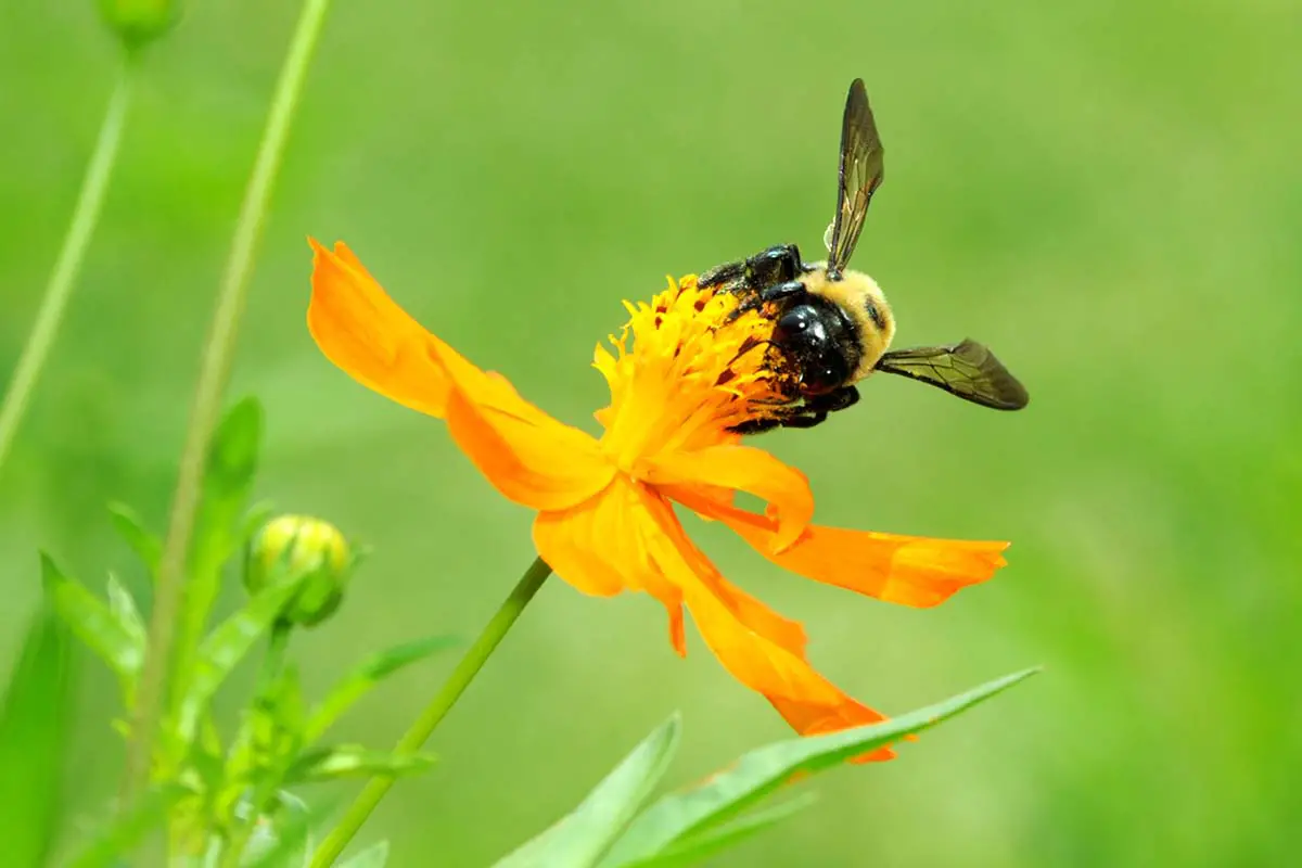 Una imagen horizontal de cerca de una abeja alimentándose de una flor de cosmos naranja representada en un fondo verde de enfoque suave.