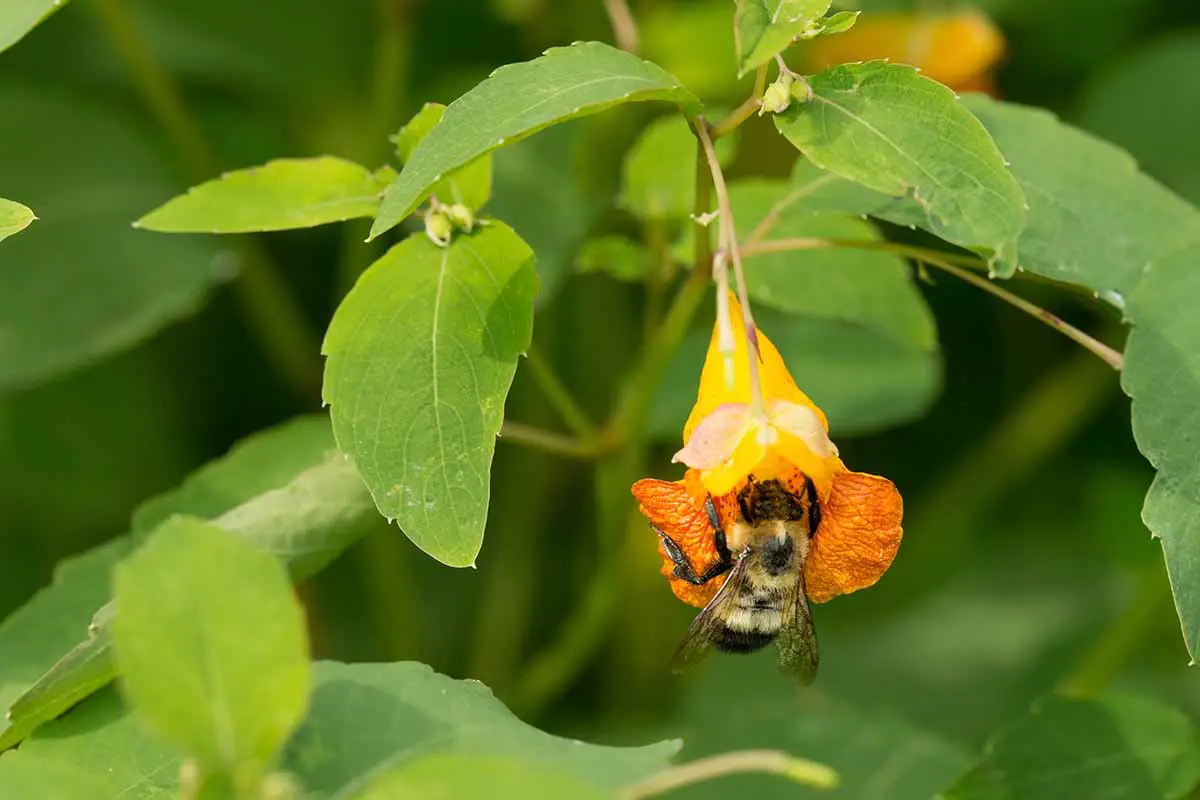 Una imagen horizontal de cerca de un abejorro que se alimenta de una flor que no me toca (jewelweed) representada en un fondo de enfoque suave.