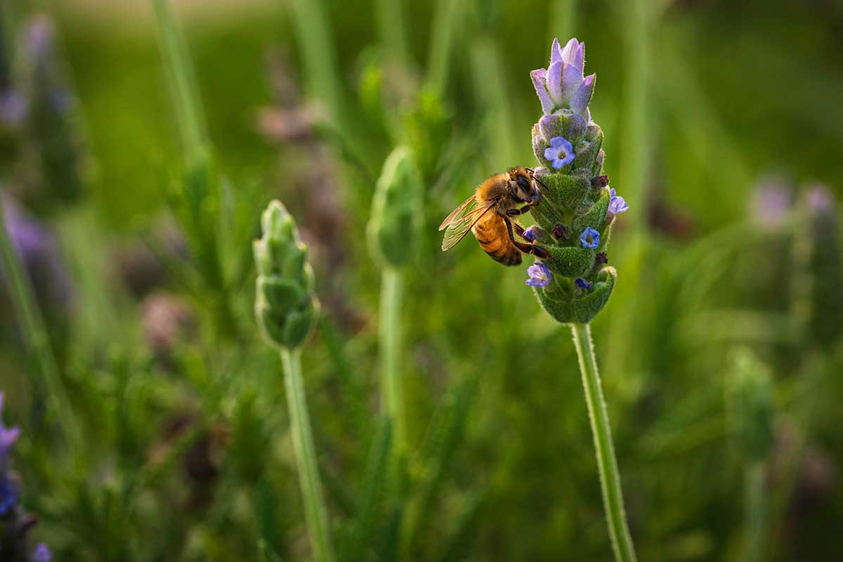 Una imagen horizontal de cerca de una abeja alimentándose de una flor de Lavandula dentata representada en un fondo de enfoque suave.