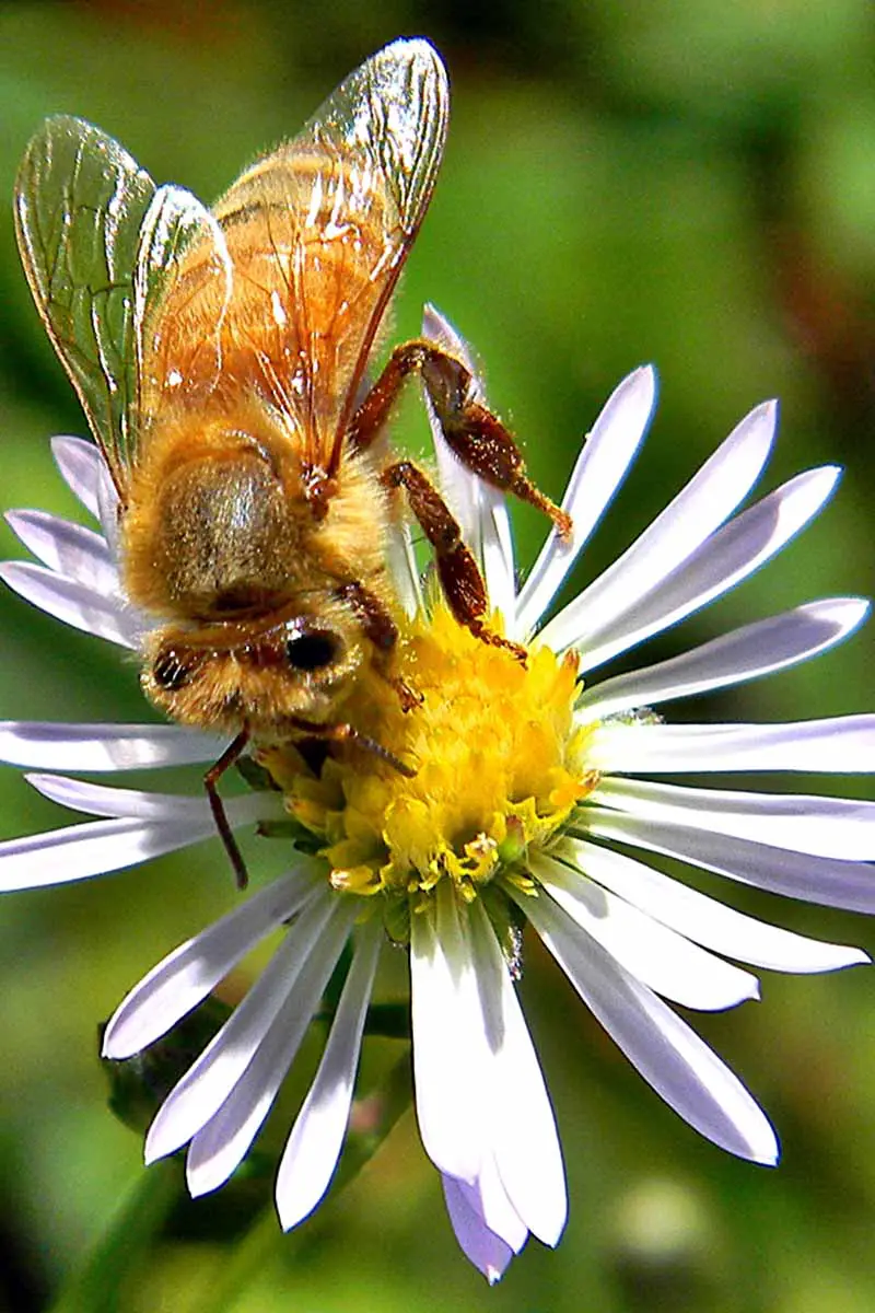 Una imagen vertical de cerca de una abeja alimentándose de una flor tupida de aster representada en un fondo de enfoque suave.