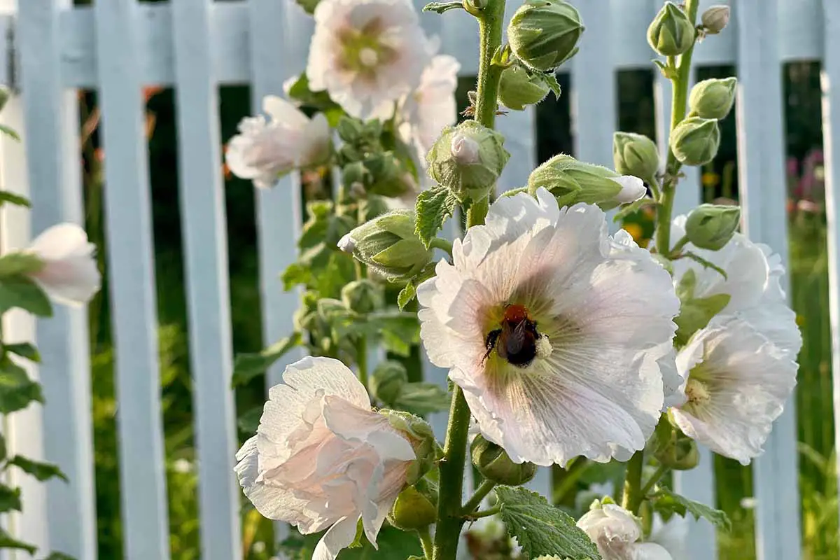 Una imagen horizontal de cerca de una abeja alimentándose de flores de color rosa pálido fuera de una valla de madera.