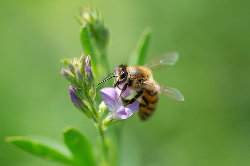 Una imagen horizontal de cerca de una abeja melífera polinizando una flor de alfalfa representada en un fondo verde de enfoque suave.
