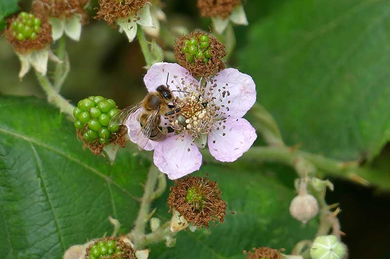 Una imagen horizontal de cerca de una abeja alimentándose de una flor de mora rosa con frutos en desarrollo en el fondo.