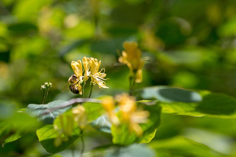 Una imagen horizontal de cerca de una abeja alimentándose de pequeñas flores amarillas de madreselva representadas en un fondo de enfoque suave.