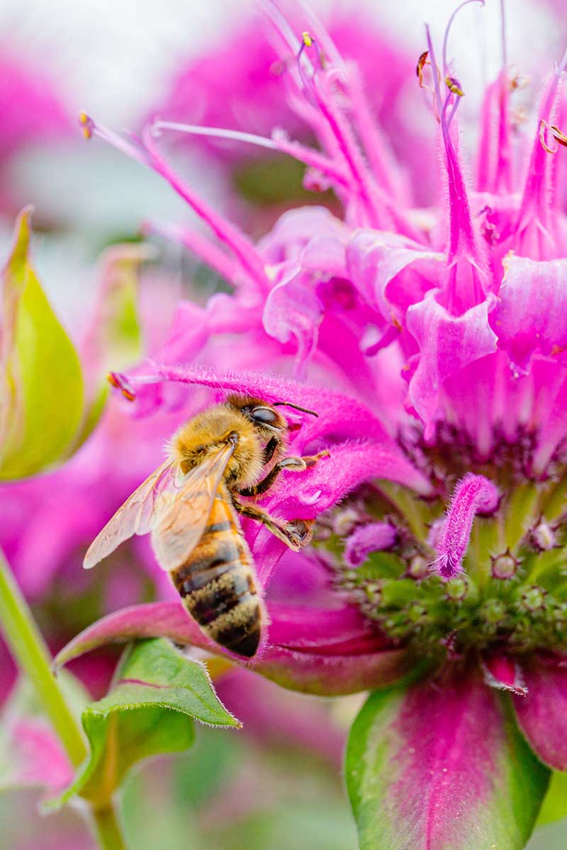 Una imagen vertical de cerca de una abeja alimentándose de una flor rosa brillante, a la luz del sol, representada en un fondo de enfoque suave.