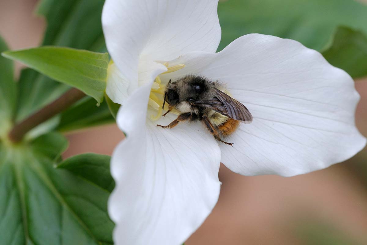 Una imagen horizontal de cerca de una abeja alimentándose de una sola flor de trillium blanca representada en un fondo de enfoque suave.