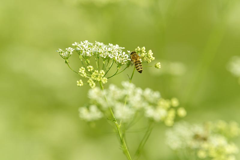 Una imagen horizontal de cerca de una abeja alimentándose de una flor de Pimpinella anisum representada en un fondo de enfoque suave.