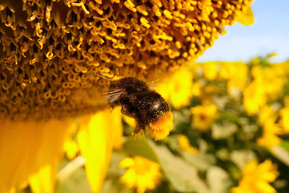 Una imagen horizontal de cerca de una abeja forrajeando de un girasol en un fondo de enfoque suave.