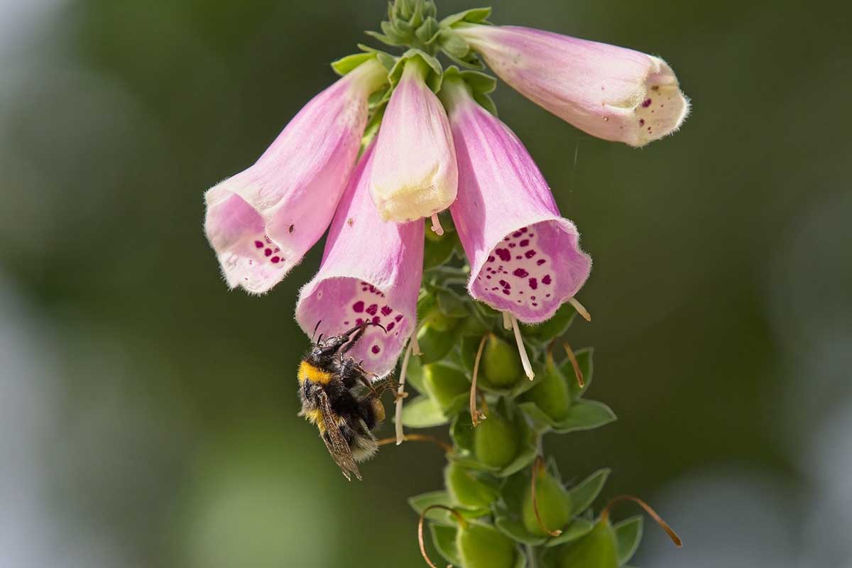 Una imagen horizontal de primer plano de flores rosas de dedalera con alimentación de abejas, representada en un fondo de enfoque suave.