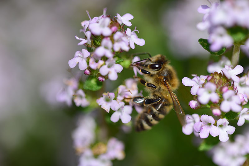 Un primer plano de una abeja aterrizando en una flor de Origanum majorana, representada en un fondo de enfoque suave.