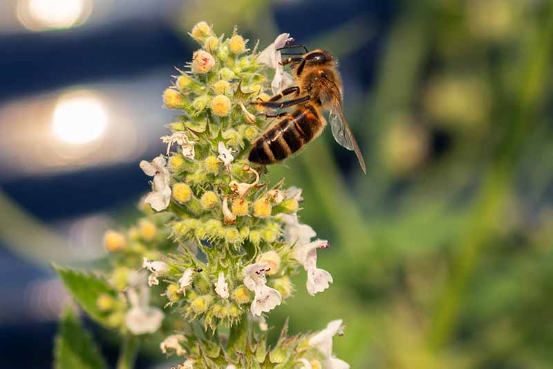 Un primer plano de una abeja recogiendo néctar de las flores de una planta de Melissa officinalis, sobre un fondo verde de enfoque suave.