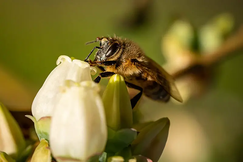 Una imagen horizontal de cerca de una abeja alimentándose de una flor blanca representada en un fondo de enfoque suave.