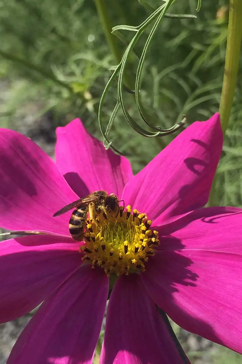 Una imagen vertical de cerca de una abeja polinizando una flor silvestre rosa representada en un sol brillante sobre un fondo de enfoque suave.