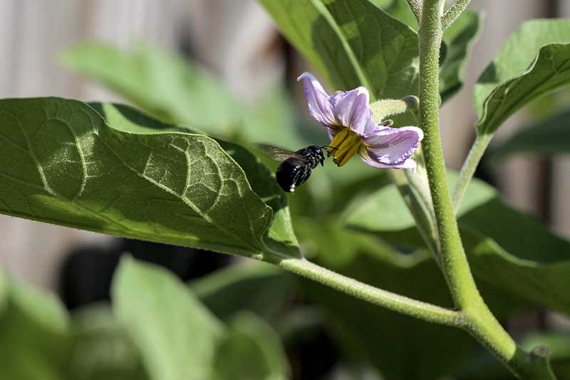 Una imagen horizontal de cerca de una abeja polinizando una pequeña flor morada representada en un fondo de enfoque suave.