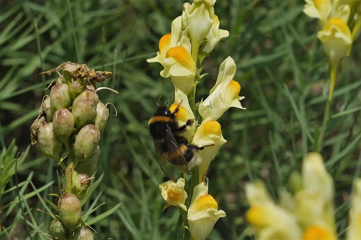 Una imagen horizontal de cerca de una abeja en una flor amarilla Antirrhinum majus que crece en el jardín.