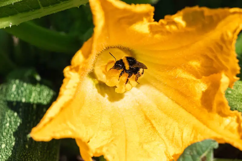 Un primer plano de una abeja dentro de una flor de calabaza hembra de color naranja brillante que poliniza el pistilo.