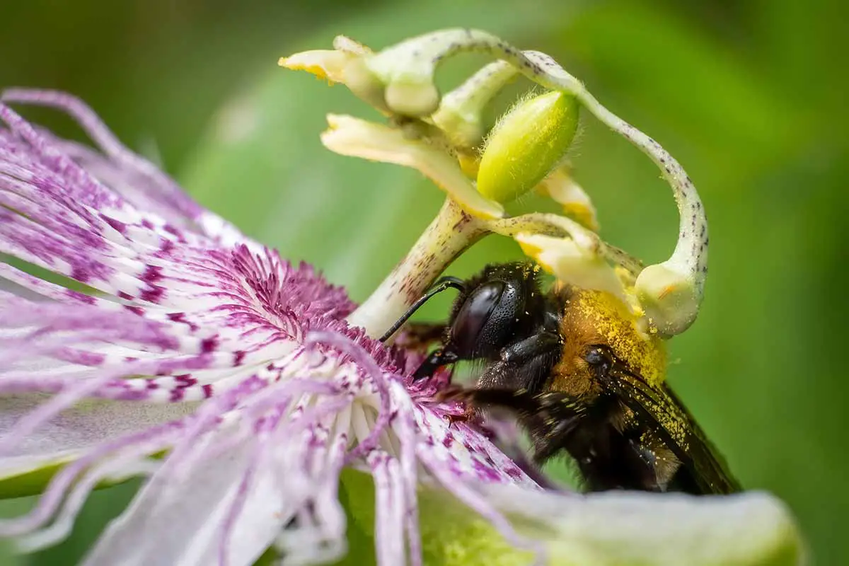 Una imagen horizontal de cerca de una abeja alimentándose de una flor representada en un fondo de enfoque suave.