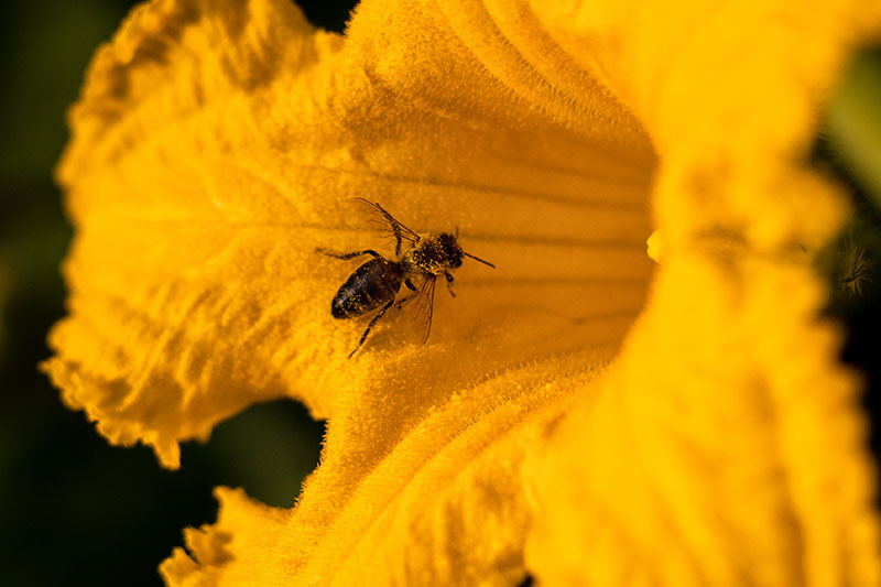 Un primer plano de una abeja dentro de una flor amarilla en forma de trompeta.