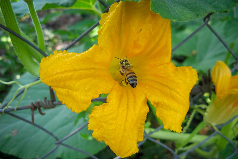Un primer plano de una abeja polinizando una flor amarilla brillante, rodeada de follaje en el jardín de verano.