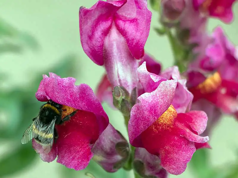 Un primer plano de una abeja alimentándose de flores rosadas de Antirrhinum majus representadas en un fondo de enfoque suave.