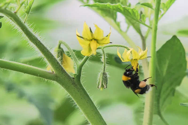Un primer plano de una abeja alimentándose de una pequeña flor amarilla, representada en un fondo de enfoque suave.