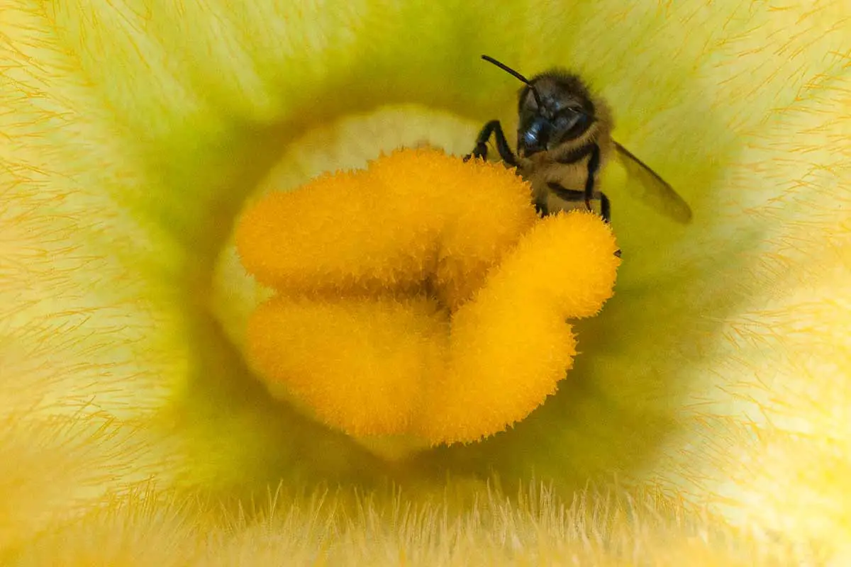 Una imagen horizontal de cerca de una abeja dentro de una flor de calabacín.