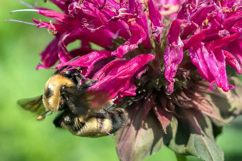 Un primer plano de una flor de bálsamo de abeja rosa con un abejorro bebiendo el néctar.  Una abeja negra y tostada contrasta con el color brillante y vibrante de la flor.  El fondo es verde de enfoque suave.