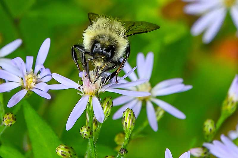 Un primer plano de una abeja alimentándose del néctar de una flor Symphyotrichum oolentangiense con delicados pétalos azules sobre un fondo verde de enfoque suave.