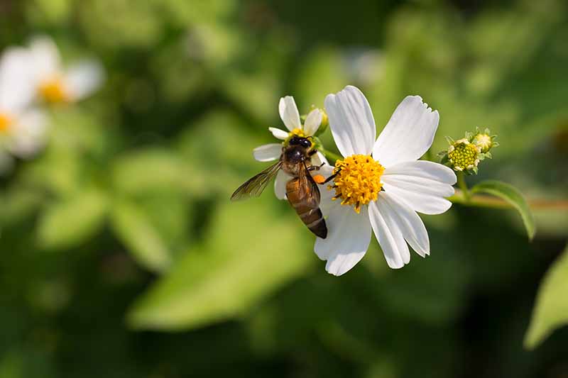 Un primer plano de una abeja alimentándose del néctar de la flor de la planta Melampodium leucanthum representada a la luz del sol sobre un fondo de enfoque suave.