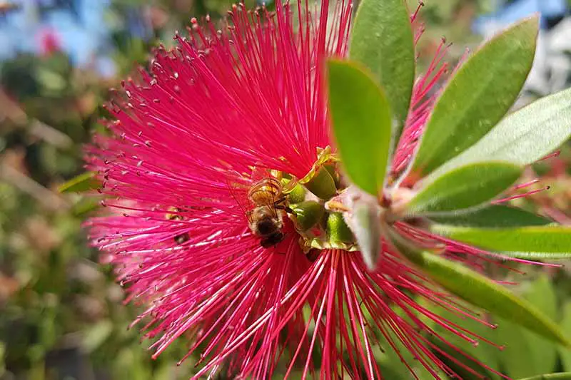 Una imagen horizontal de cerca de una abeja alimentándose de una flor roja vibrante de Callistemon representada en un sol brillante sobre un fondo de enfoque suave.
