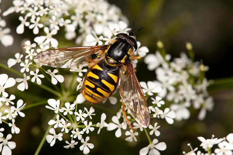 Un primer plano de una abeja alimentándose de una umbela de flores blancas, sus rayas negras y amarillas claras y las alas extendidas, sobre un fondo de enfoque suave.