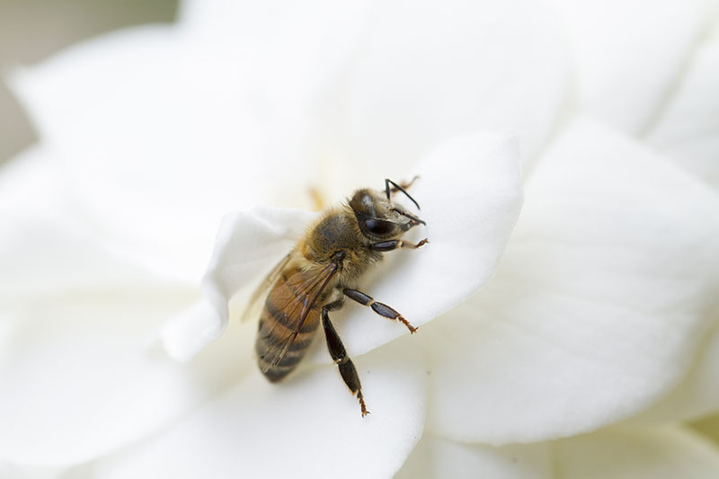 Una imagen horizontal de cerca de una abeja descansando sobre los pétalos de una flor de gardenia blanca.
