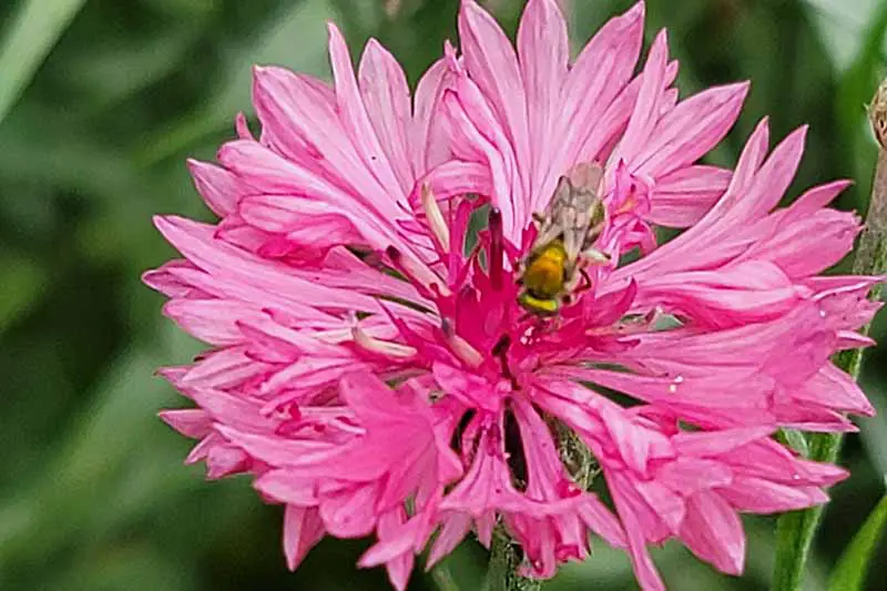 Una imagen horizontal de primer plano de una flor de botón de licenciatura rosa con una abeja, representada en un fondo de enfoque suave.