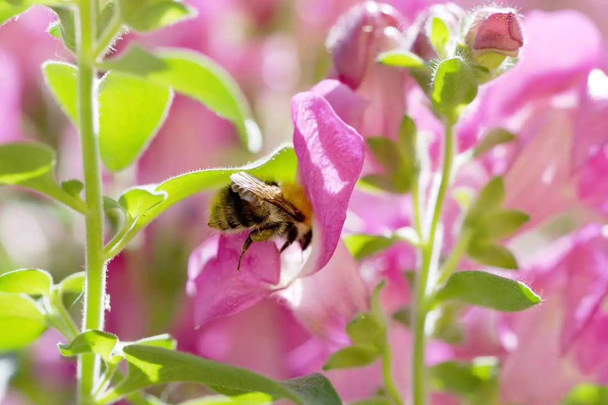 Una imagen horizontal de cerca de una abeja recolectando polen en flores de dragón rosa.