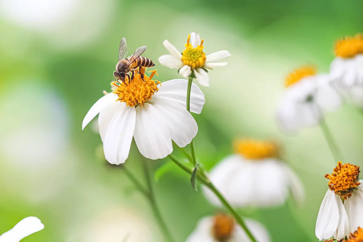 Una imagen horizontal de primer plano de girasoles de semilla de garrapata que crecen en el jardín con abejas representadas en un fondo de enfoque suave.