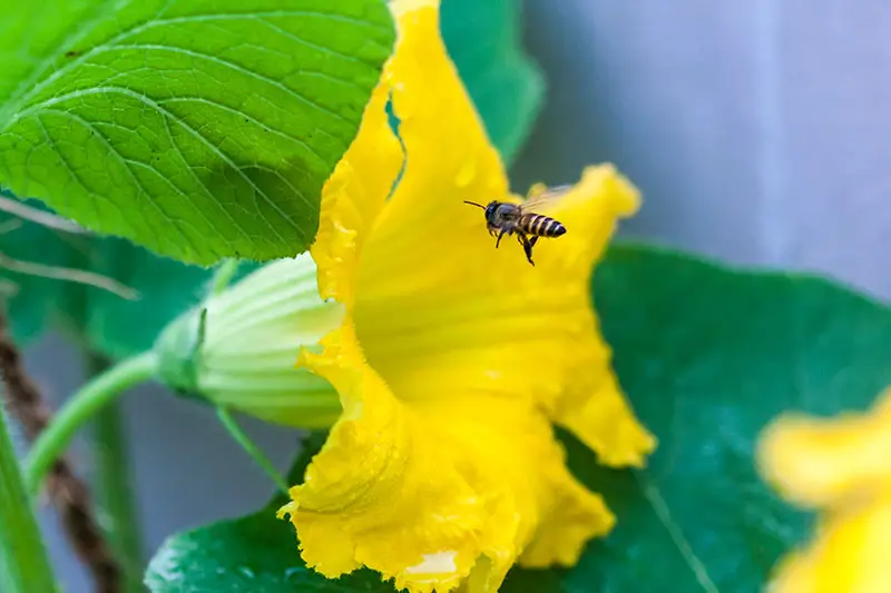 Un primer plano de una abeja entrando en una flor amarilla brillante en forma de trompeta, con follaje en un enfoque suave en el fondo.