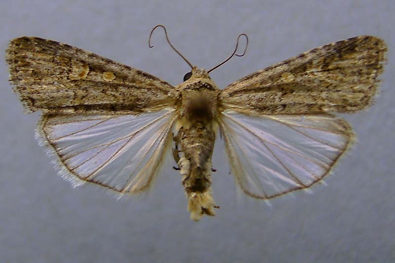 Una imagen horizontal de cerca de una polilla Spodoptera exigua adulta representada en un fondo gris.