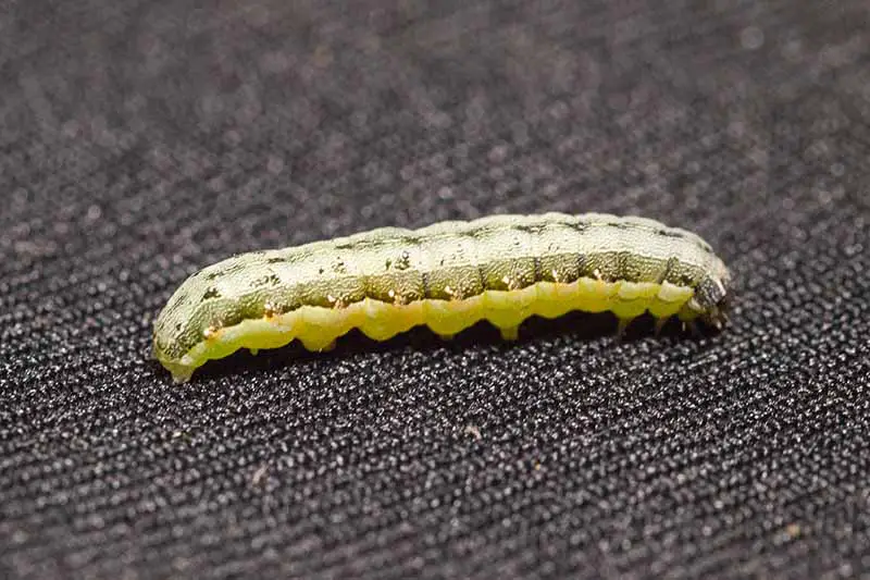 Una imagen de primer plano de un gusano cogollero.  El insecto tiene una parte inferior de su cuerpo de color verde pálido, con una parte superior con rayas ligeramente más oscuras.  El fondo es un material de textura oscura.