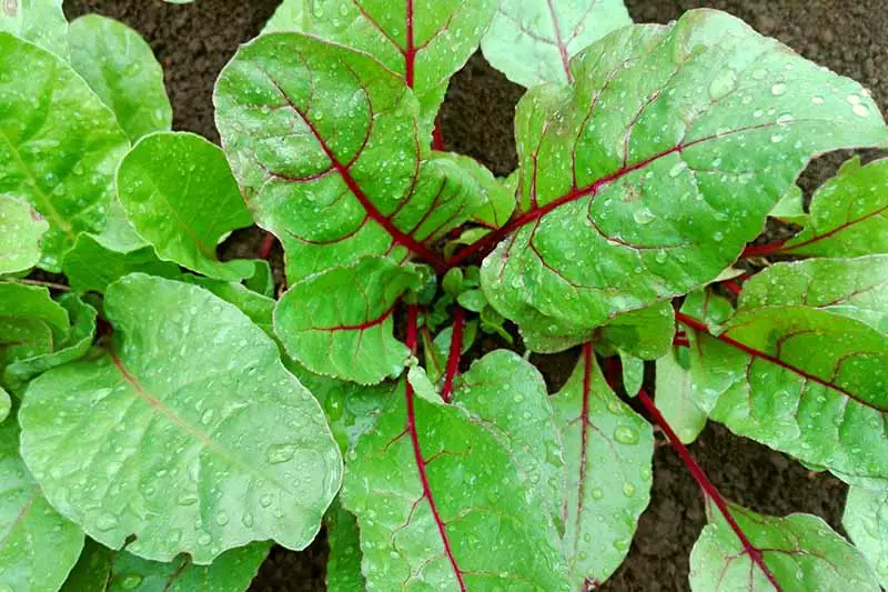 Una imagen de arriba hacia abajo de las hojas de remolacha que crecen en el jardín con hojas de color verde brillante y tallos y venas de color rojo oscuro.