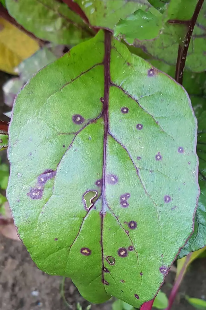 Una imagen vertical de cerca de una hoja infectada por la mancha foliar de cercospora representada en un fondo de enfoque suave.
