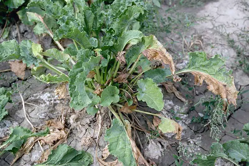 Una imagen horizontal de arriba hacia abajo de una planta de remolacha infectada con podredumbre y marchitez de la raíz por Fusarium.