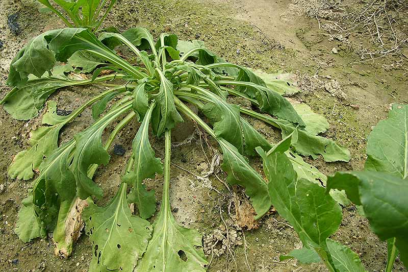Una imagen horizontal de cerca de una planta Beta vulgaris que ha sido infectada por el tizón del sur, las hojas se marchitan y mueren.