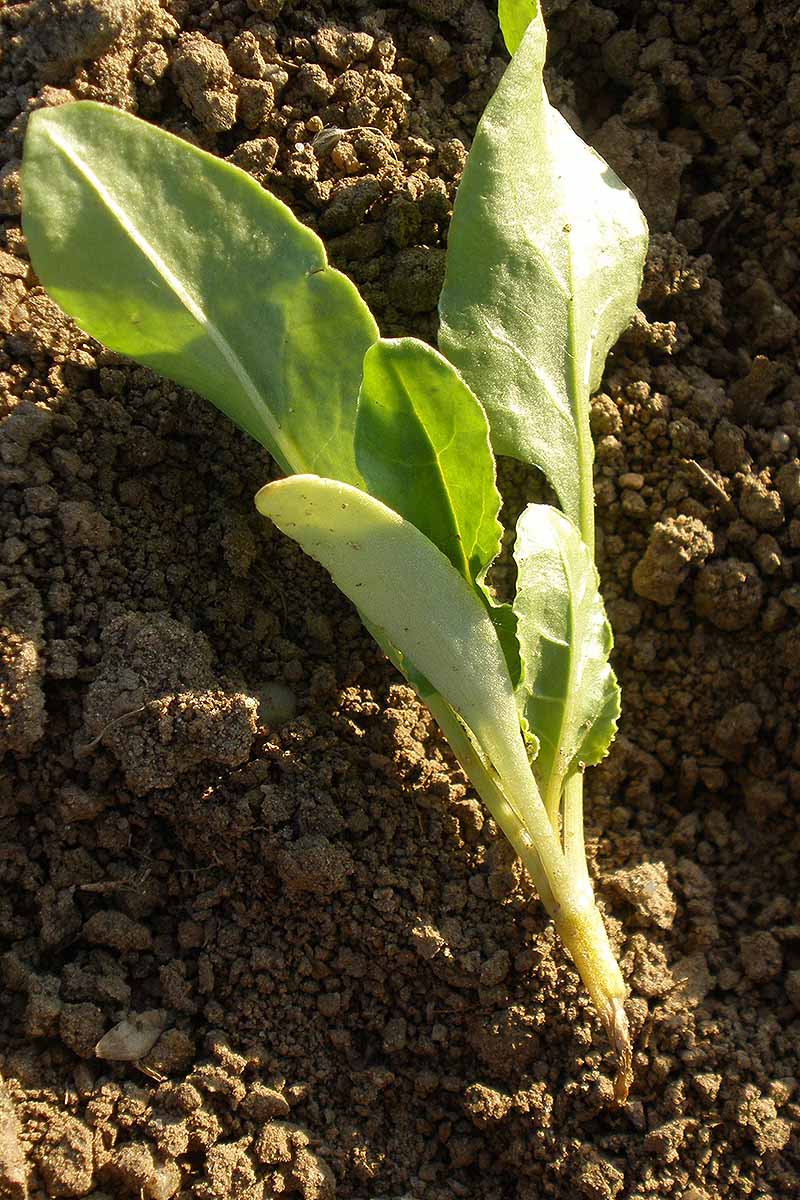Una imagen vertical de primer plano de una planta infectada con amortiguamiento, una enfermedad que pudre la raíz, fotografiada a la luz del sol.
