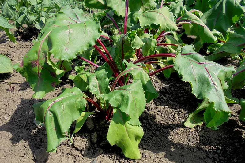 Una imagen horizontal de primer plano de una planta de remolacha que crece en el jardín con hojas que se marchitan al sol y daños en las raíces por nematodos transmitidos por el suelo.