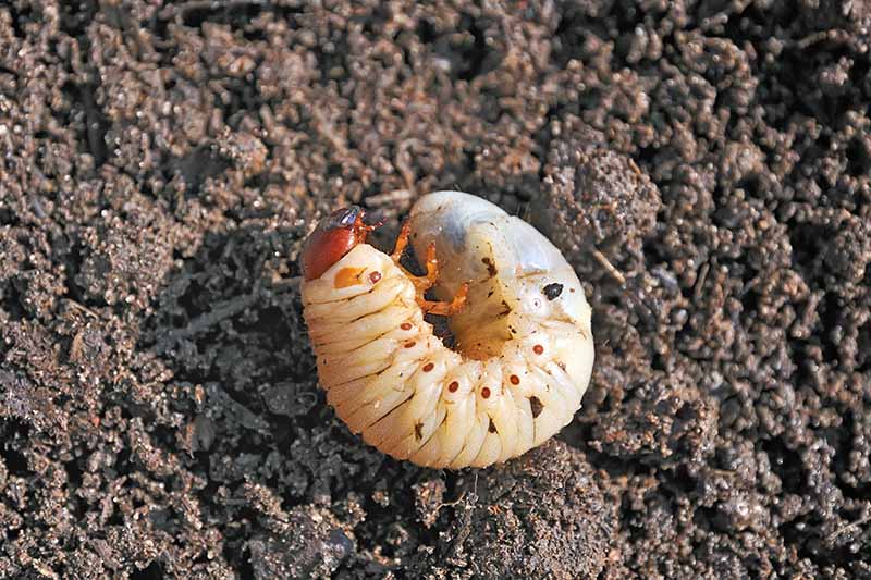 Una imagen horizontal de primer plano de una larva en forma de C en la superficie del suelo.