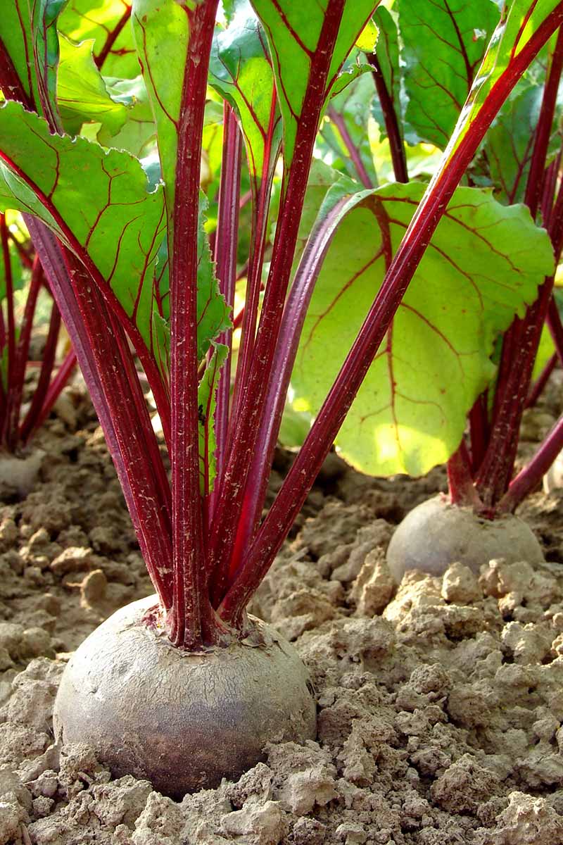 Una imagen vertical que muestra una remolacha con su corona fuera del suelo lista para la cosecha.  El fondo muestra los tallos de color púrpura intenso que contrastan con las hojas verdes contra el suelo claro.
