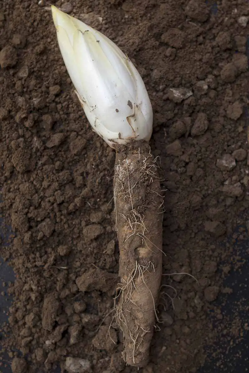 Una imagen vertical de primer plano de una cabeza de escarola belga unida a la raíz colocada en el suelo.