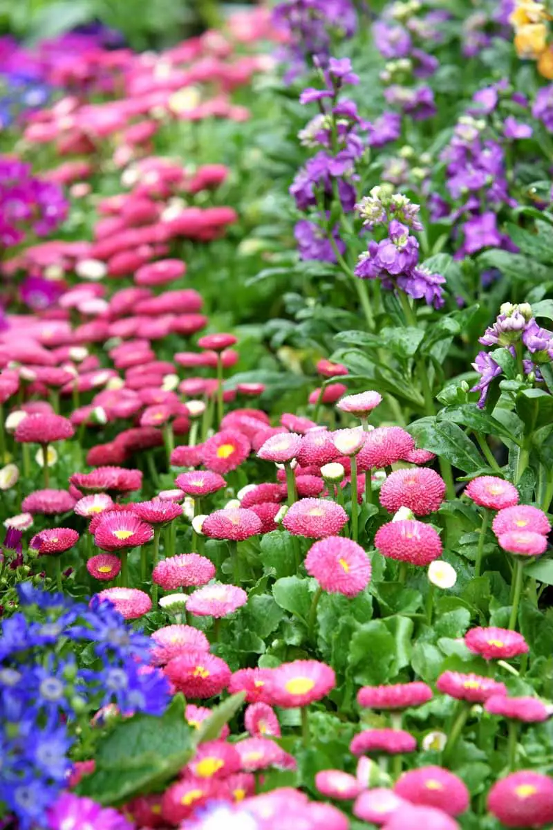 Una imagen vertical de primer plano de margaritas inglesas de color rosa brillante que crecen en un lecho de flores.