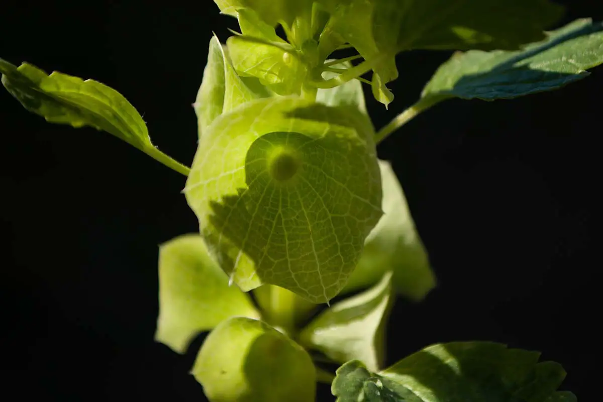 Una imagen horizontal de primer plano de la vista dentro de una flor Molucella laevis representada en un fondo oscuro.