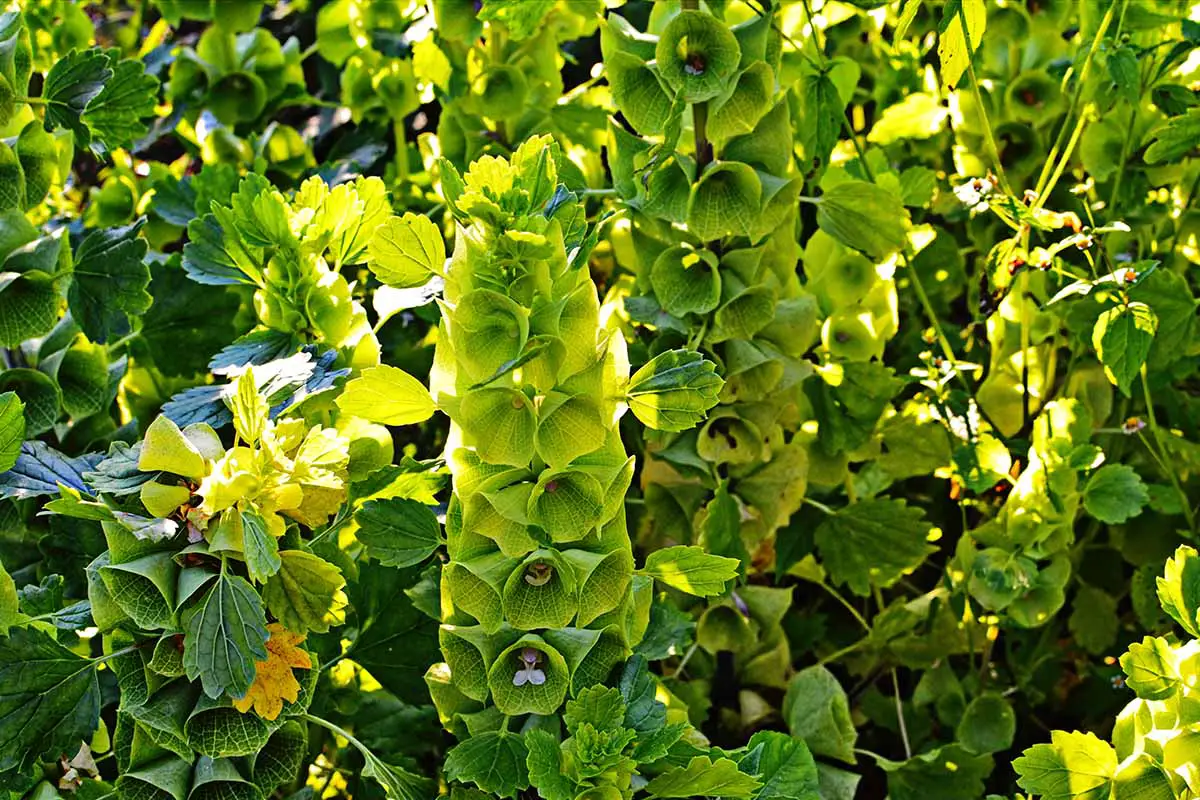 Una imagen horizontal de cerca de las campanas de Irlanda que crecen en el jardín con luz solar filtrada.